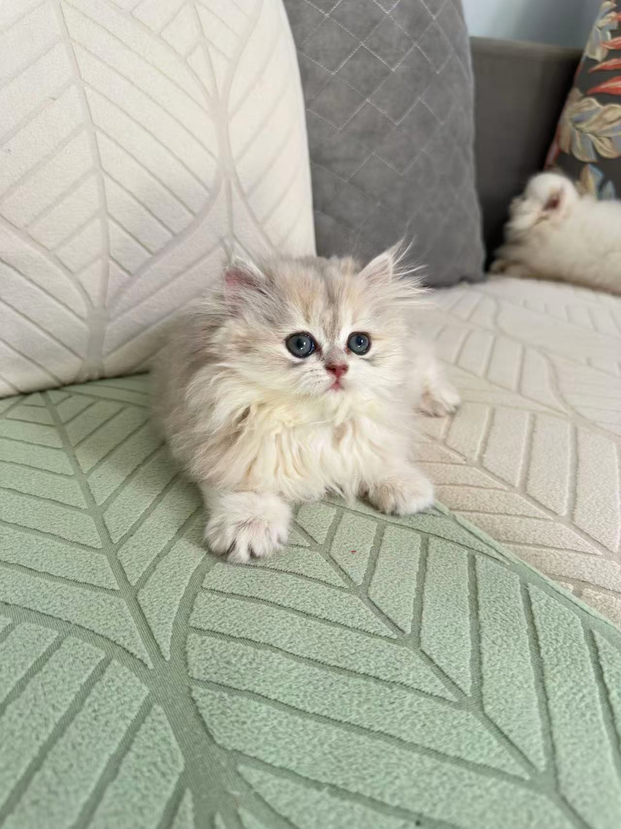长毛包子脸，性格温柔
